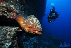 Big cod at the "Bajón del Río", El Hierro, Canary Islands... by Arthur Telle Thiemann 